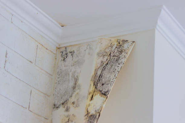 Best Mold Odor Removal Services  in Rockland, ME